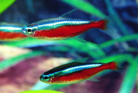 Tetra Neon Cardinal